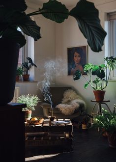 a living room with lots of plants and pictures on the wall above it is instagramted