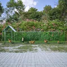 chickens are walking around in the yard behind a chain link fence with a green house