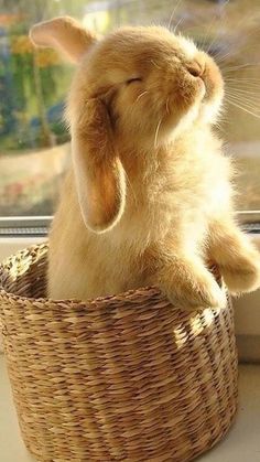 a small rabbit sitting in a basket on a window sill