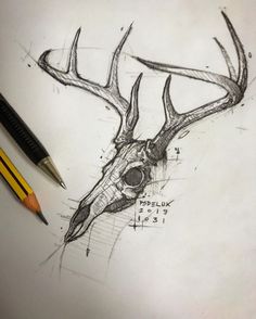 a pencil drawing of a deer's head