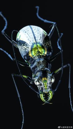 an insect with yellow and black markings on it's body, sitting in the dark