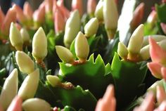 small green plants with pink and white flowers in the center, close - up view