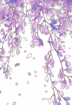 purple flowers are hanging from the branches of a tree in front of a white background