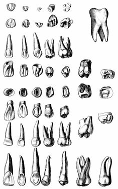 an image of different types of feet and toes in black and white ink on paper