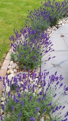 purple flowers are growing in the garden next to some rocks and stones on the ground