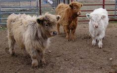 three sheep standing next to each other in a fenced in area with dirt on the ground