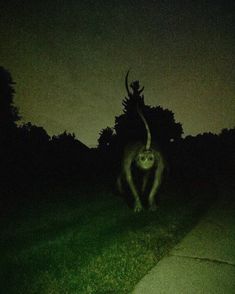 a blurry image of a deer in the dark