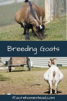 two goats grazing on grass with the words breeding goats above them and below it, there are