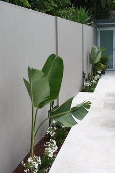 there is a large plant in the corner of this garden area with white flowers and green leaves