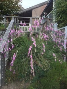 purple flowers are blooming in front of a house with stairs leading up to it