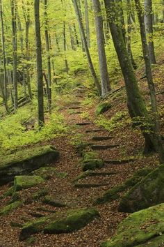 a path in the woods with mossy rocks and trees