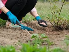 a woman kneeling down in the dirt next to a small tree with gardening utensils