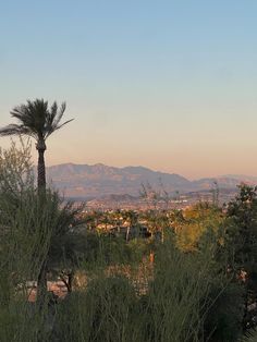 there is a palm tree in the foreground and mountains in the backgroud