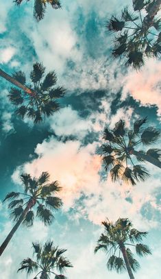 looking up at palm trees in the sky