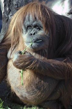 an orangutan sitting on the ground eating some green leaves in its mouth