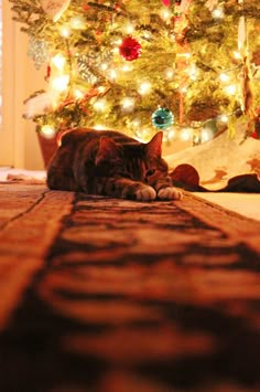 a cat laying on the floor next to a christmas tree with lights and garlands