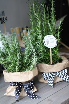 two small potted plants with black and white bows on them sitting on a table