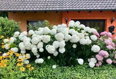 white and pink flowers in front of an orange house with red roof shingled windows