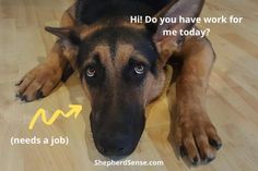 a german shepherd dog laying on the floor with his head resting on its paws, which says hi do you have work for me today? needs a job