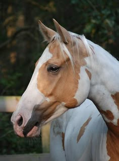 a brown and white horse standing in front of trees