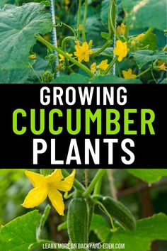 growing cucumber plants with text overlay that says growing cucumber plants