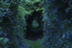 a narrow path in the middle of some bushes and trees, with one light at the end