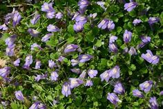 purple flowers with green leaves in the background