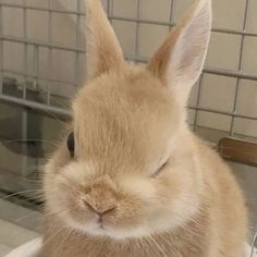 a brown rabbit sitting on top of a white toilet