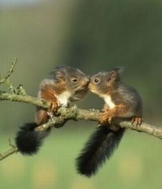 two small squirrels sitting on top of a tree branch with the caption i heard about this thing called facebook