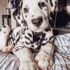 a dalmatian dog laying on top of a bed