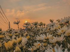 the sun is setting over a field of daisies and wildflowers, with power lines in the foreground