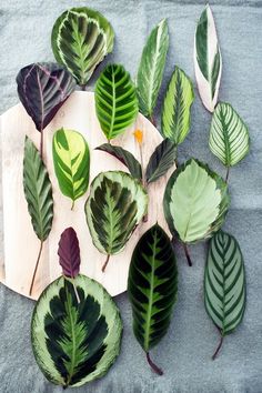 several different types of leaves on a cutting board