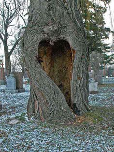 a tree with a heart shaped hole in the middle of it's trunk and quote about love