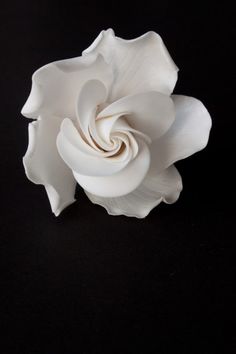 a white flower on a black background