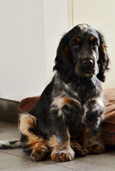 a black and brown dog sitting on top of a floor