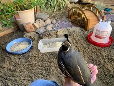 A habitat/aviary for quail and several other varieties of birds. Quail Setup, Quail Enclosure, Quail Garden, Quail Raising, Aviary Ideas