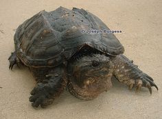 a large turtle sitting on top of a sandy beach