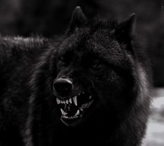 a black and white photo of a wolf with it's mouth open showing teeth