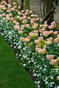 rows of tulips line the side of a garden in front of a house