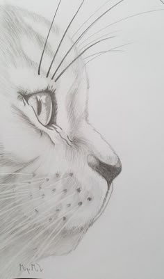 a pencil drawing of a cat's face