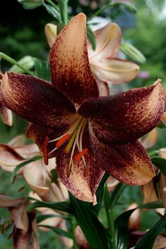 an orange and red flower with green leaves in the background