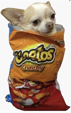 a small dog in a bag of chips