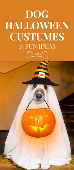 a dog dressed up as a ghost with a pumpkin in its mouth and the words dog halloween costumes 15 fun ideas