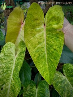 a person holding up a large green leaf