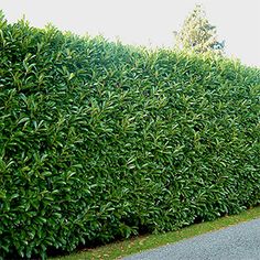 a hedge is next to a paved road