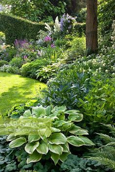 a lush green garden filled with lots of plants