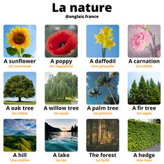 the different types of plants and trees in french language, with pictures of them on it