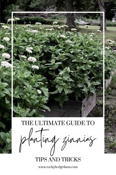 the ultimate guide to planting daisies tips and tricks