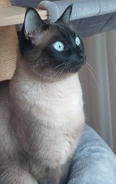 a siamese cat with blue eyes sitting under a chair