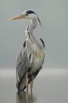 a large bird standing on top of a wet ground